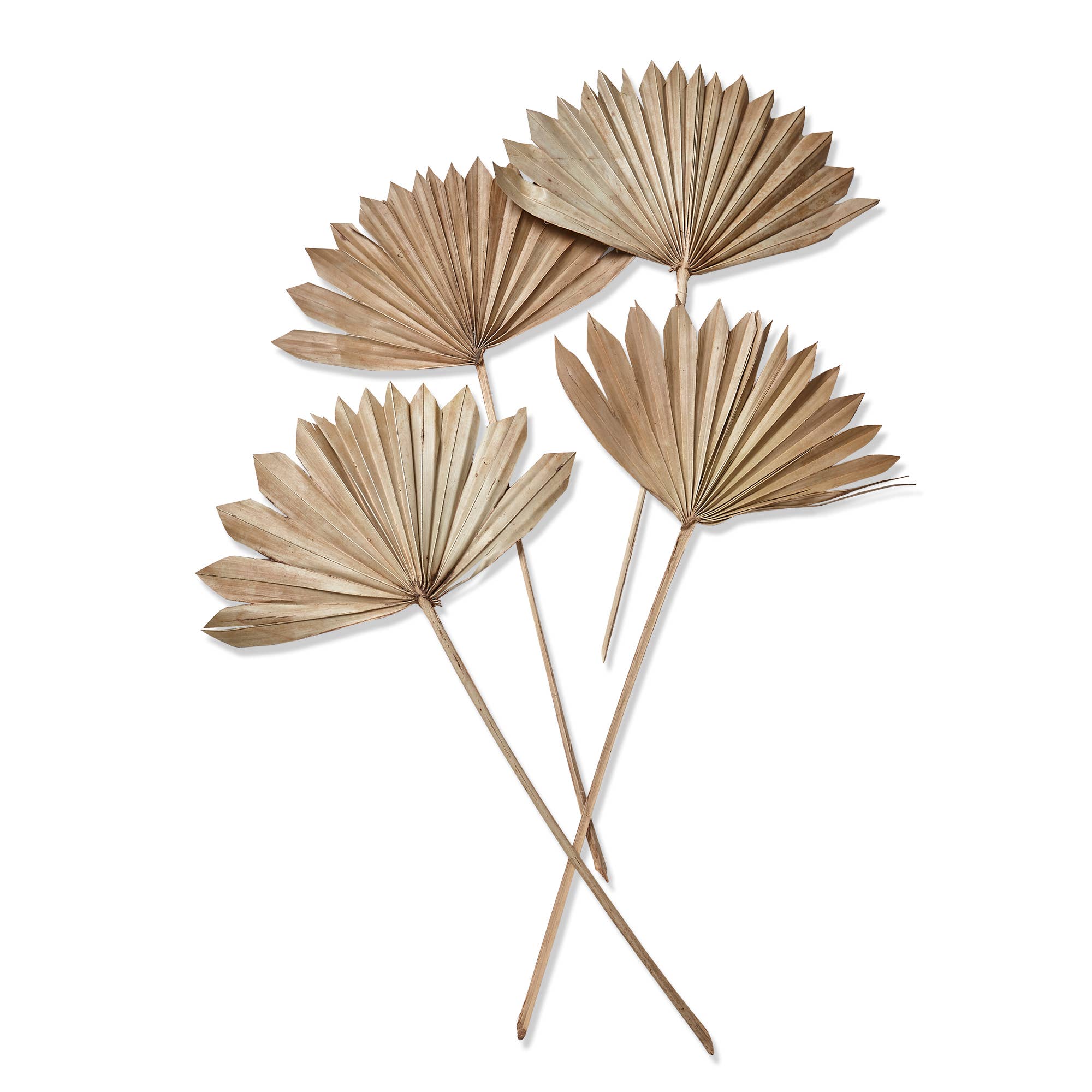 Sun Spear Stick Set of 4 Natural Dried Plant