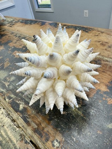 Turrid Shell Ornament