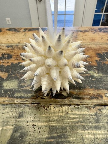 Turrid Shell Ornament